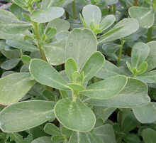 Purslane Green 600 seeds