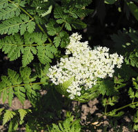Sweet Cicely 20 seeds