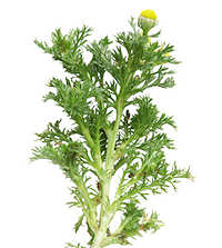 Tansy 1000 seeds