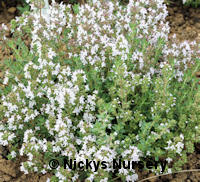 Thyme English Broadleaf 600 seeds