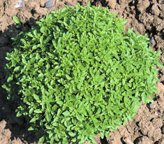 Basil Greek 500 seeds
