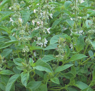 Basil Lemon 500 seeds
