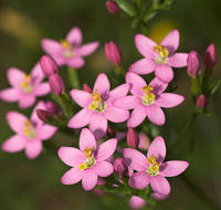 Centaury Common 500 seeds