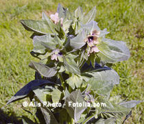 Henbane 100 seeds