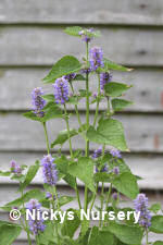 Anise Hyssop Blue 500 seeds