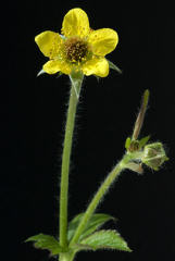 Wood Avens or Herb Bennet Geum urbanum 400 seeds