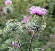 Milk Thistle 30 seeds