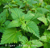 Nettle Common Urtica dioica 1 gram