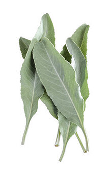 Sage White 0.125g  av 70 seeds