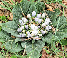 Mandrake officinarum 5 seeds
