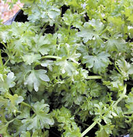 Par Cel 400 seeds