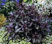 Basil Ararat 300 seeds
