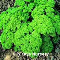 Parsley Champion Moss Curled 1000 seeds