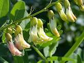 Chinese Milkvetch 40 seeds