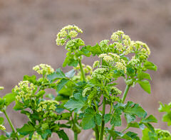 Alexanders 20 seeds