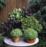 Basil Spice Boys Mixture 650 seeds