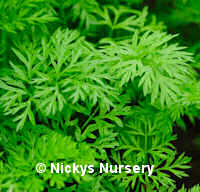 Carrot Edible Leaf 1000 seeds