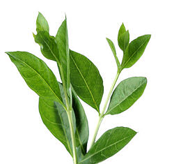 Henna Lawsonia inermis 500 seeds