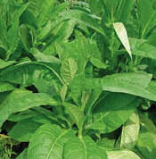 Tobacco Wild Rustica 50 seeds