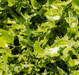 Ice Plant 200 seeds
