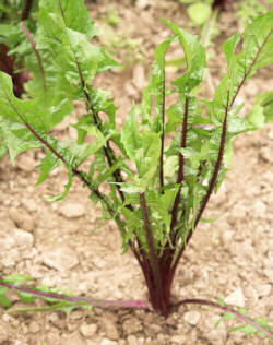 Dandelion Italiko Red 500 seeds