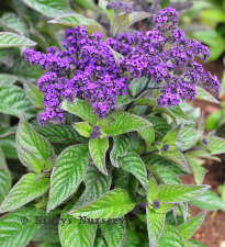 Heliotrope. Dwarf Marine 100 seeds