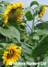 Helianthus. Sunflower Tall Single 80 seeds