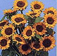 Helianthus. Sunflower Sonja 30 seeds