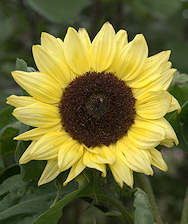 Helianthus. Sunflower Valentine 25 seeds
