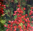 Heuchera. Firefly 500 seeds