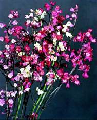 Heuchera. Bressingham Hybrids 1000 seeds
