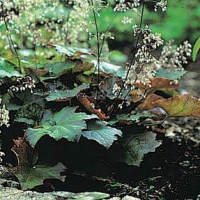 Heuchera. Palace Purple 120 pelleted seeds
