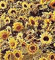 Helianthus. Sunflower Music Box Mixed 30 seeds
