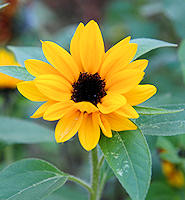 Helianthus. Sunflower Sunbright 30 seeds