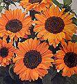 Helianthus. Sunflower Soraya 30 seeds