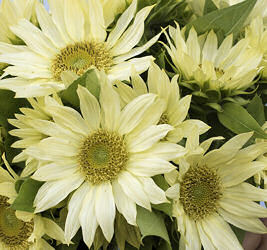 Helianthus. Sunflower Jade 10 seeds