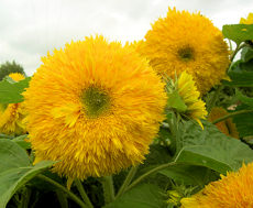 Helianthus. Sunflower Superted 15 seeds