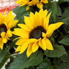 Helianthus. Sunflower Sunsation Yellow 10 seeds