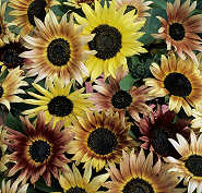 Helianthus. Sunflower Pastiche 20 seeds