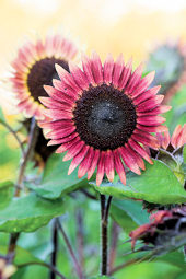 Helianthus. Sunflower Ms Mars 10 seeds