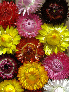 Helichrysum. King Size Formula mix 700 seeds