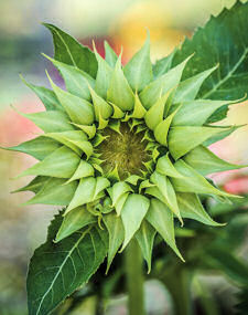 Helianthus. Sunflower Sun-Fill Green 10 seeds