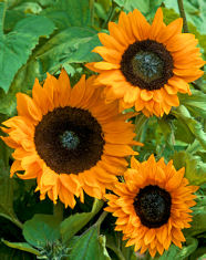 Helianthus. Sunflower Copper Queen 20 seeds