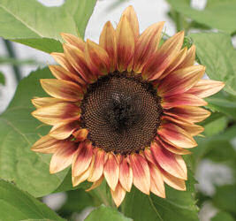 Helianthus. Sunflower ProCut Plum 10 seeds