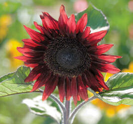 Helianthus. Sunflower ProCut Red 10 seeds