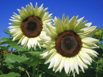 Helianthus. Sunflower Coconut Ice 10 seeds