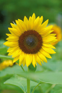 Helianthus. Sunflower Jua Maya 10 seeds