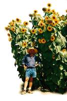 Helianthus. Sunflower Kong 30 seeds