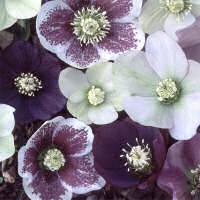 Helleborus. Helen Ballards 10 seeds