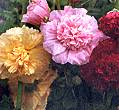 Hollyhock. Chaters Double mixed 50 seeds